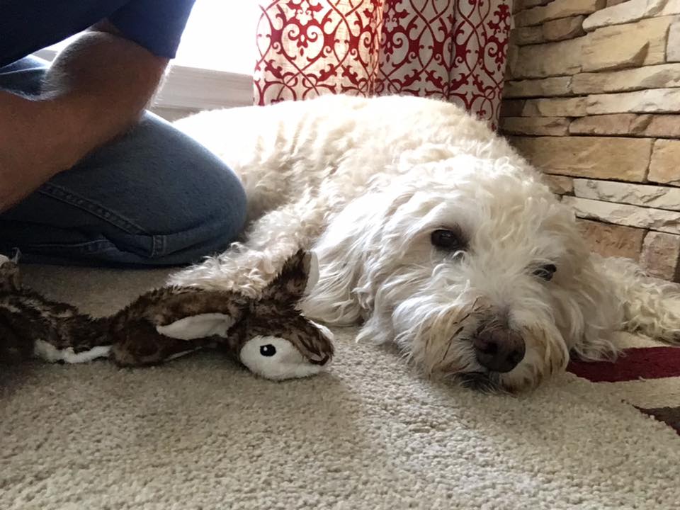 sophiegoldendoodle.com