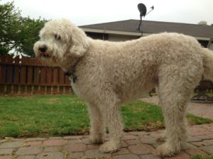 sophiegoldendoodle 6th birthday