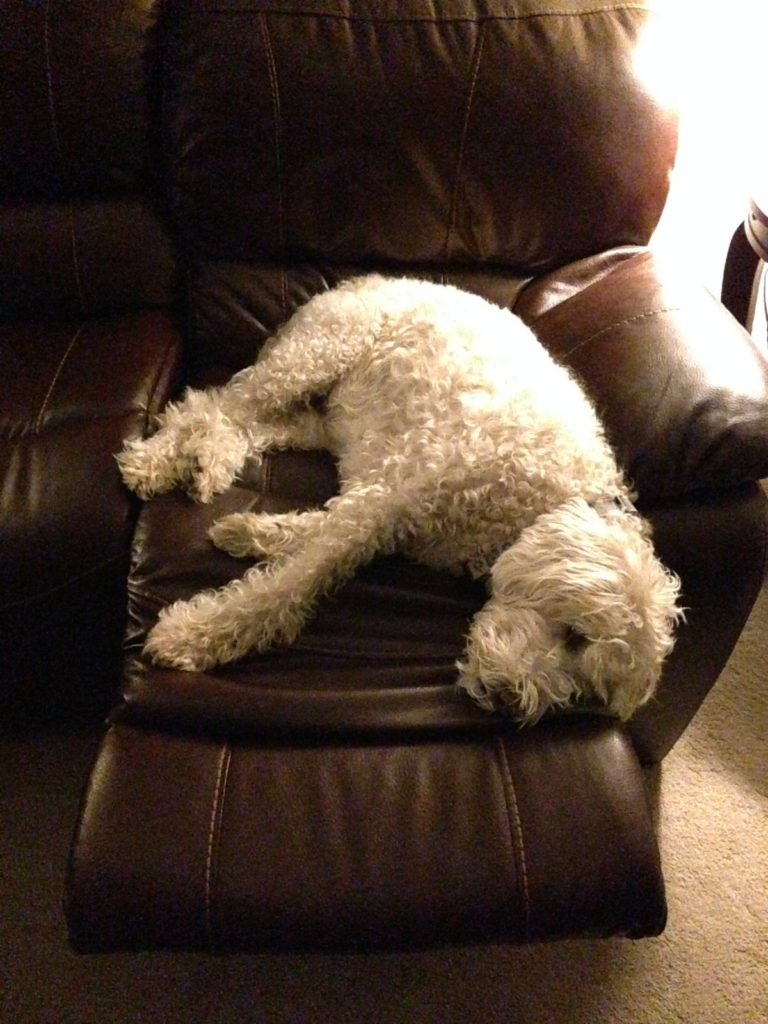 Sophie Golden Doodle in recliner heaven