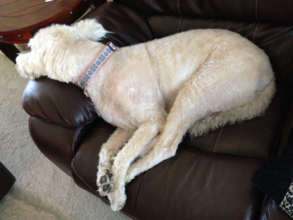 Sophie Golden Doodle in recliner heaven