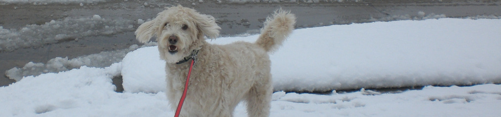 Sophie Golden Doodle