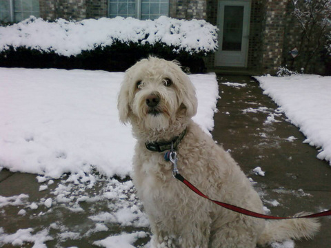 Sophie Golden Doodle in the snow